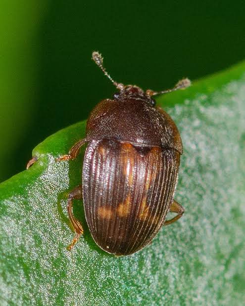Sap Beetles - Pestipedia