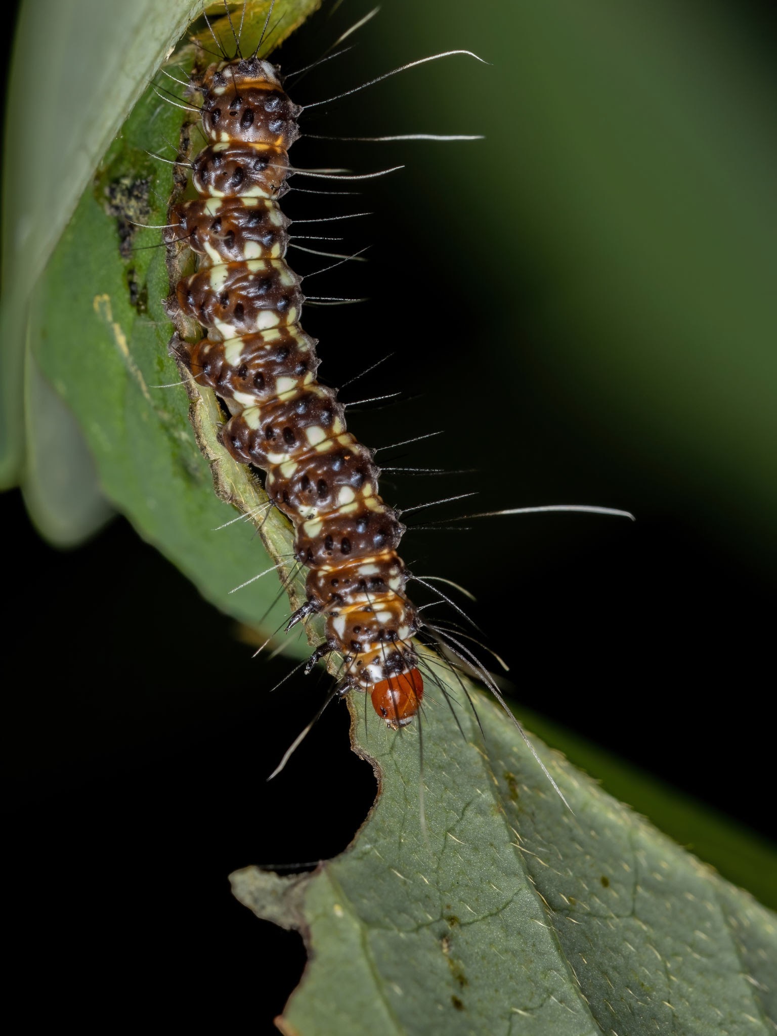 Satin Moth - Pestipedia
