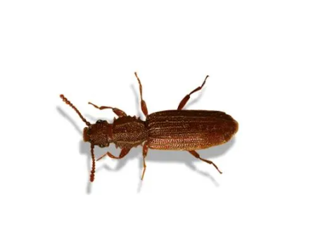 Saw-toothed Grain Beetle - Pestipedia