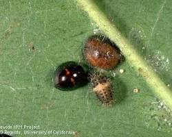 Scale Feeding Lady Beetles - Pestipedia