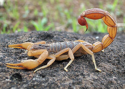Scorpion - Pestipedia