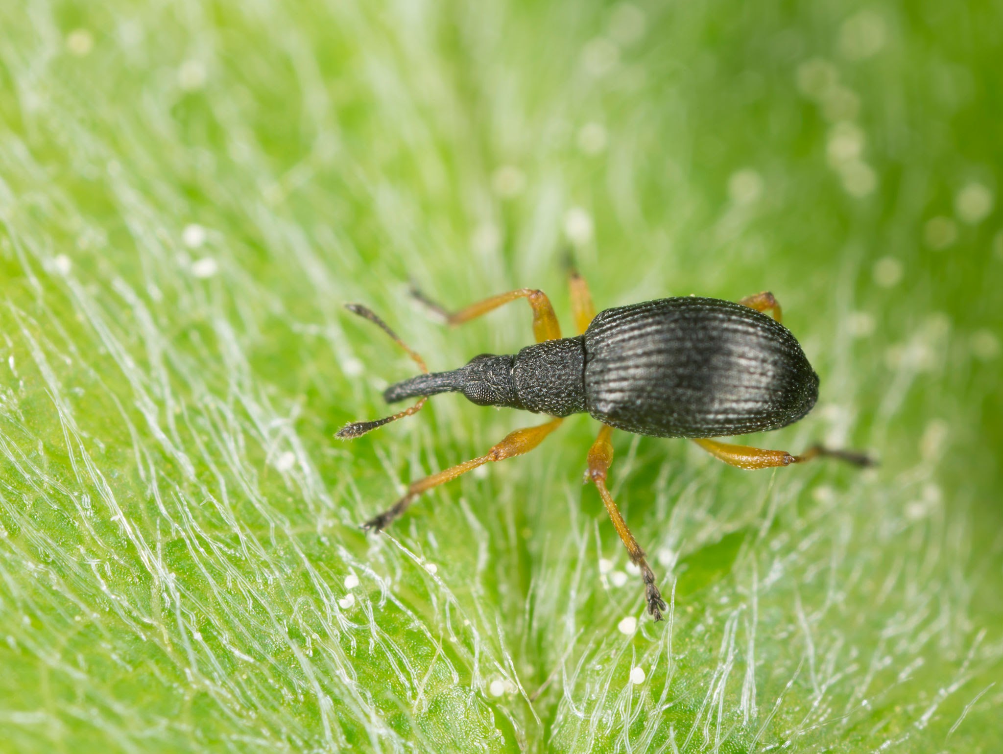 Seed Weevils - Pestipedia