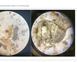Seedcorn Maggots - Pestipedia