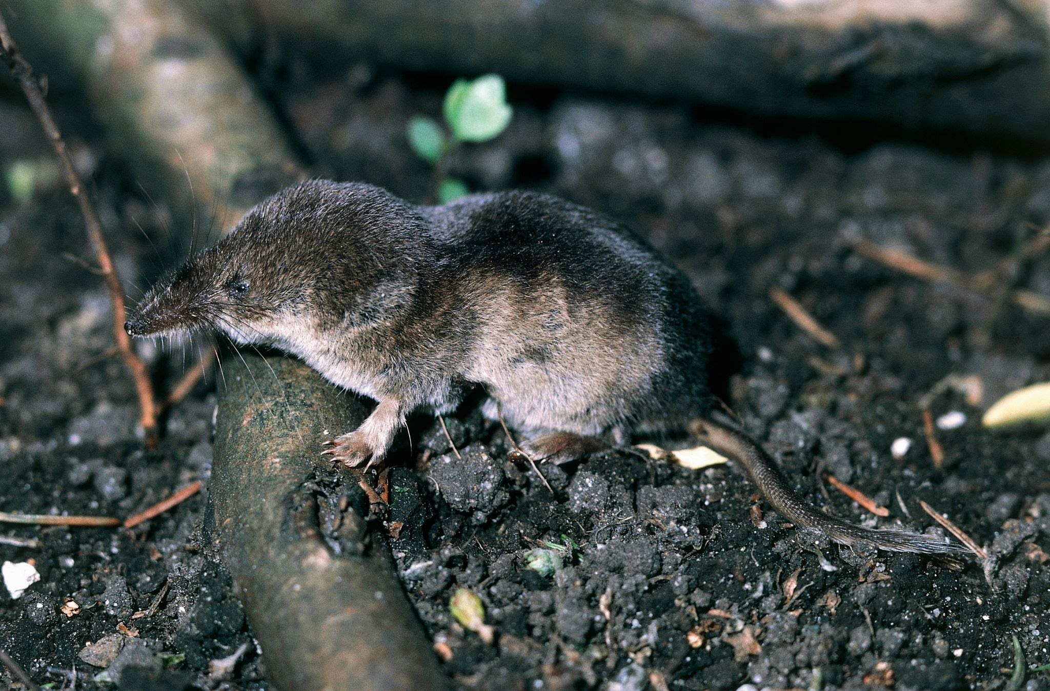 Shrews - Pestipedia