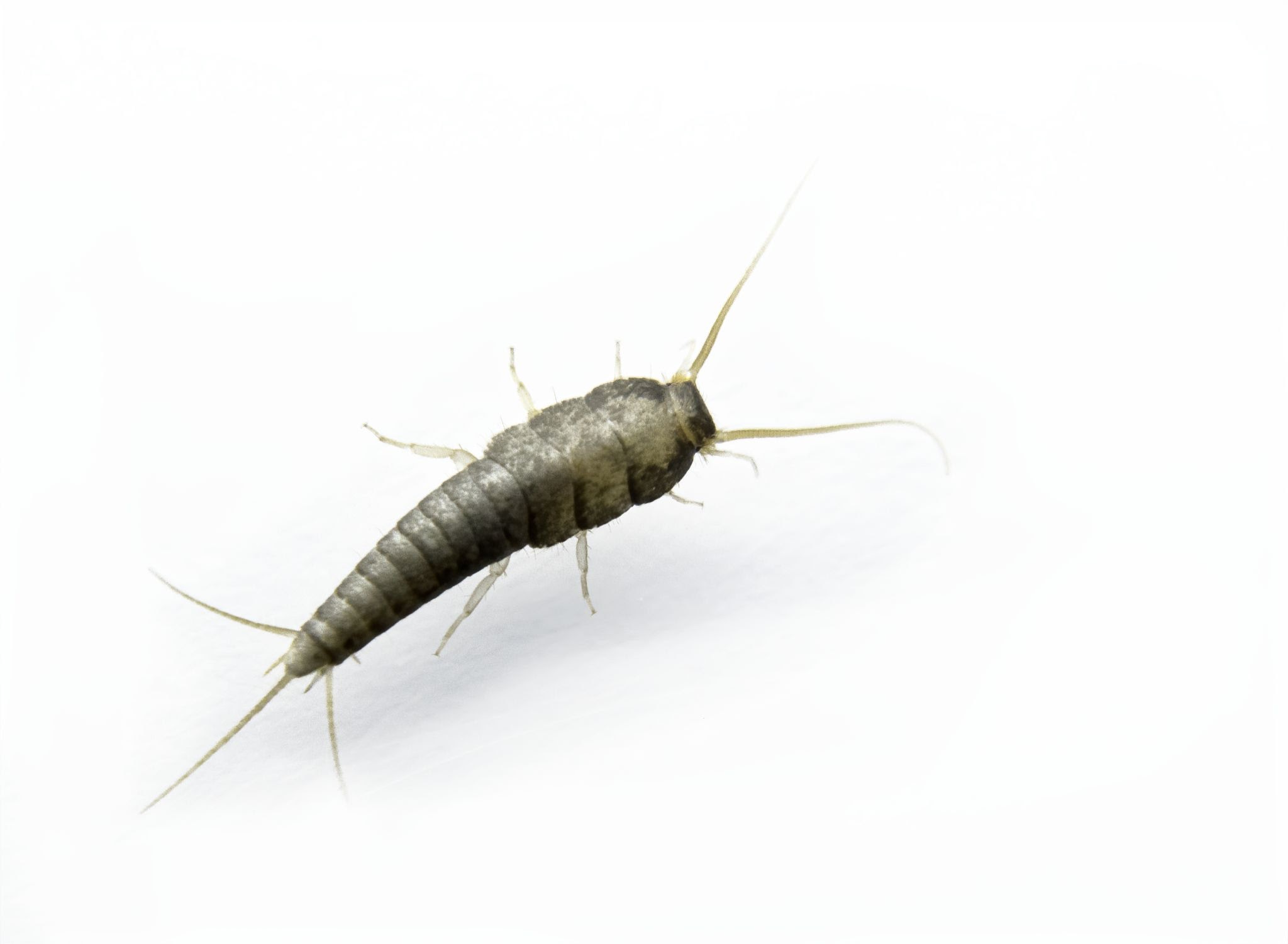 Silverfish - Pestipedia