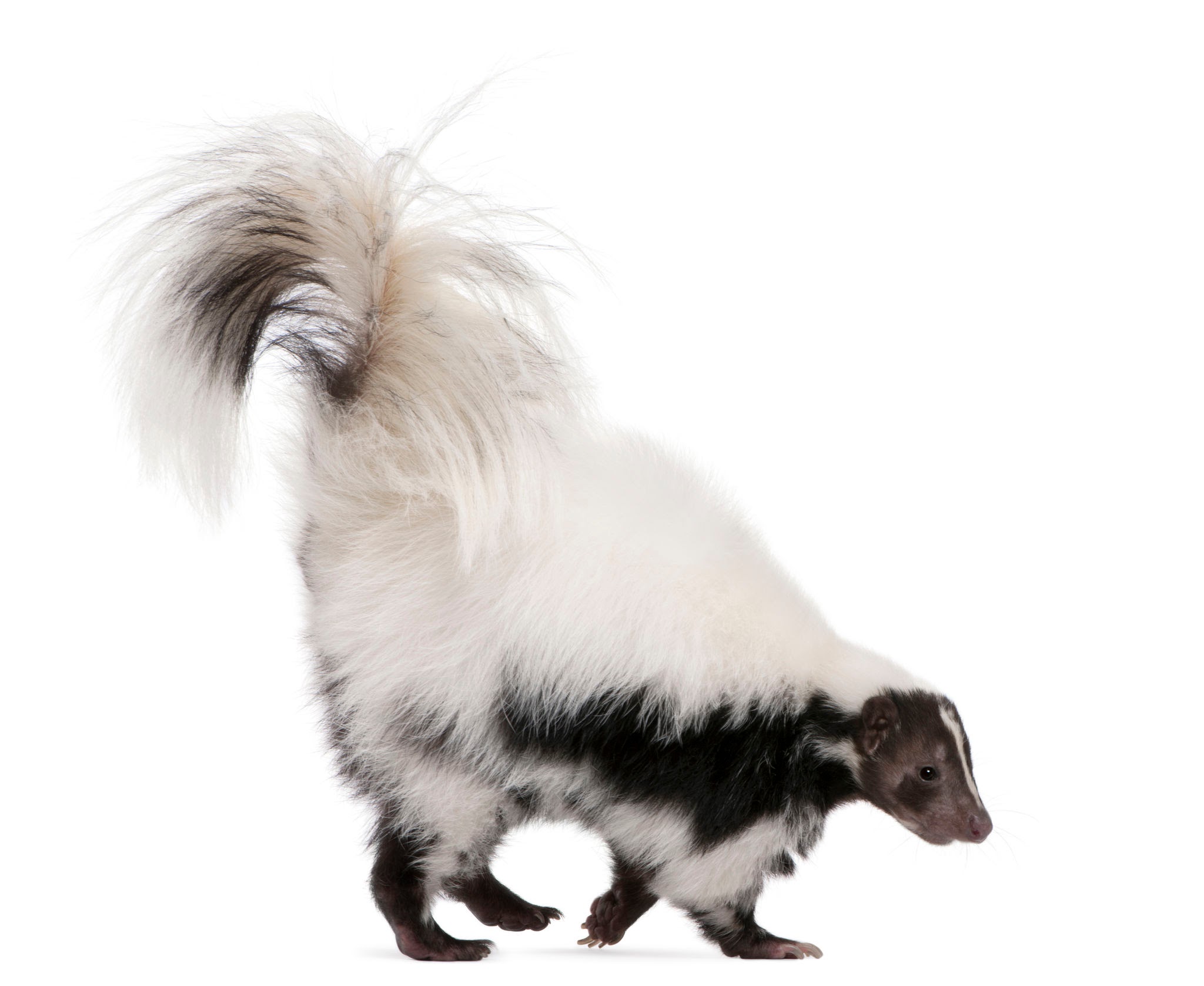 Skunks - Pestipedia