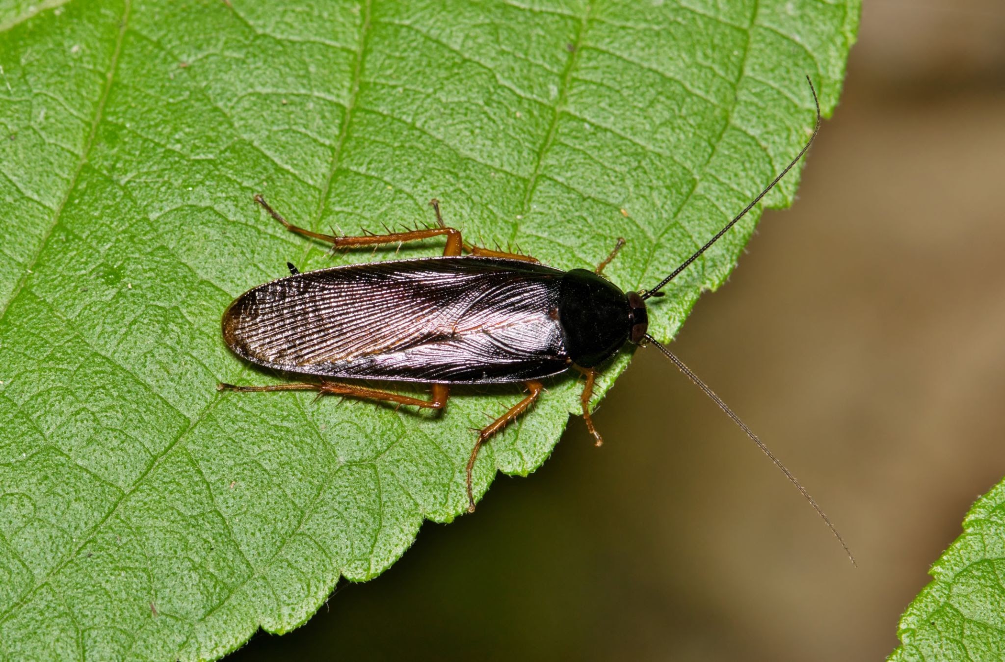 Smokybrown Cockroach - Pestipedia