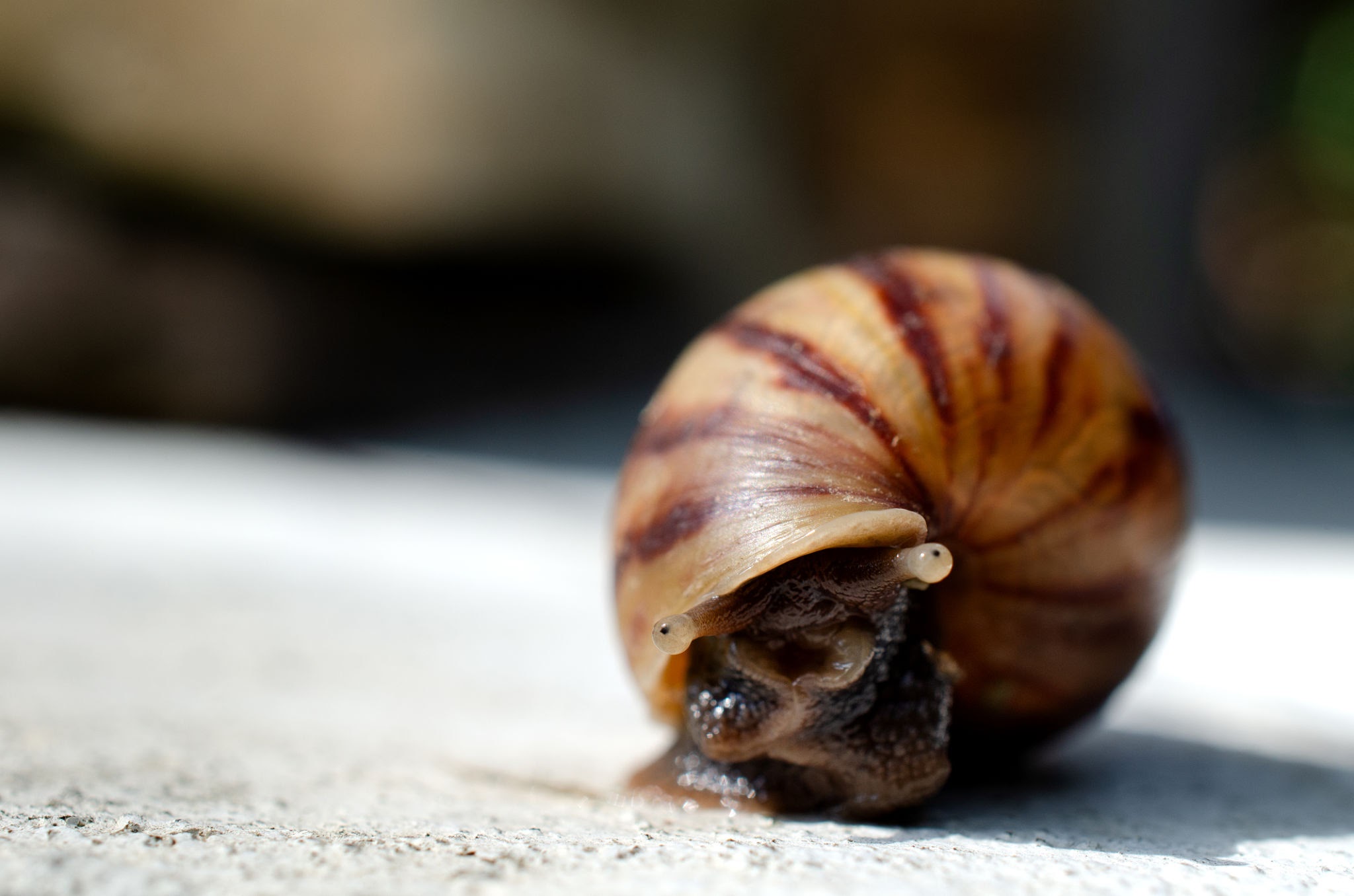 Snails - Pestipedia