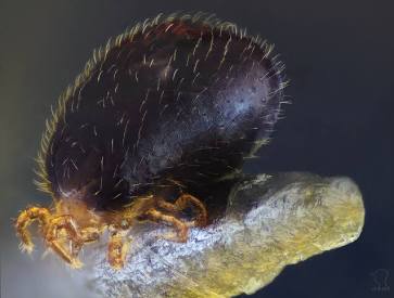 Snake Mites - Pestipedia