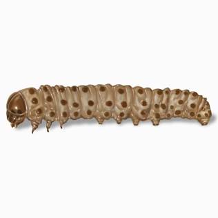 Sod Webworms - Pestipedia