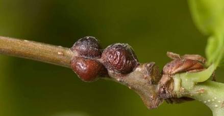 Soft Scales - Pestipedia