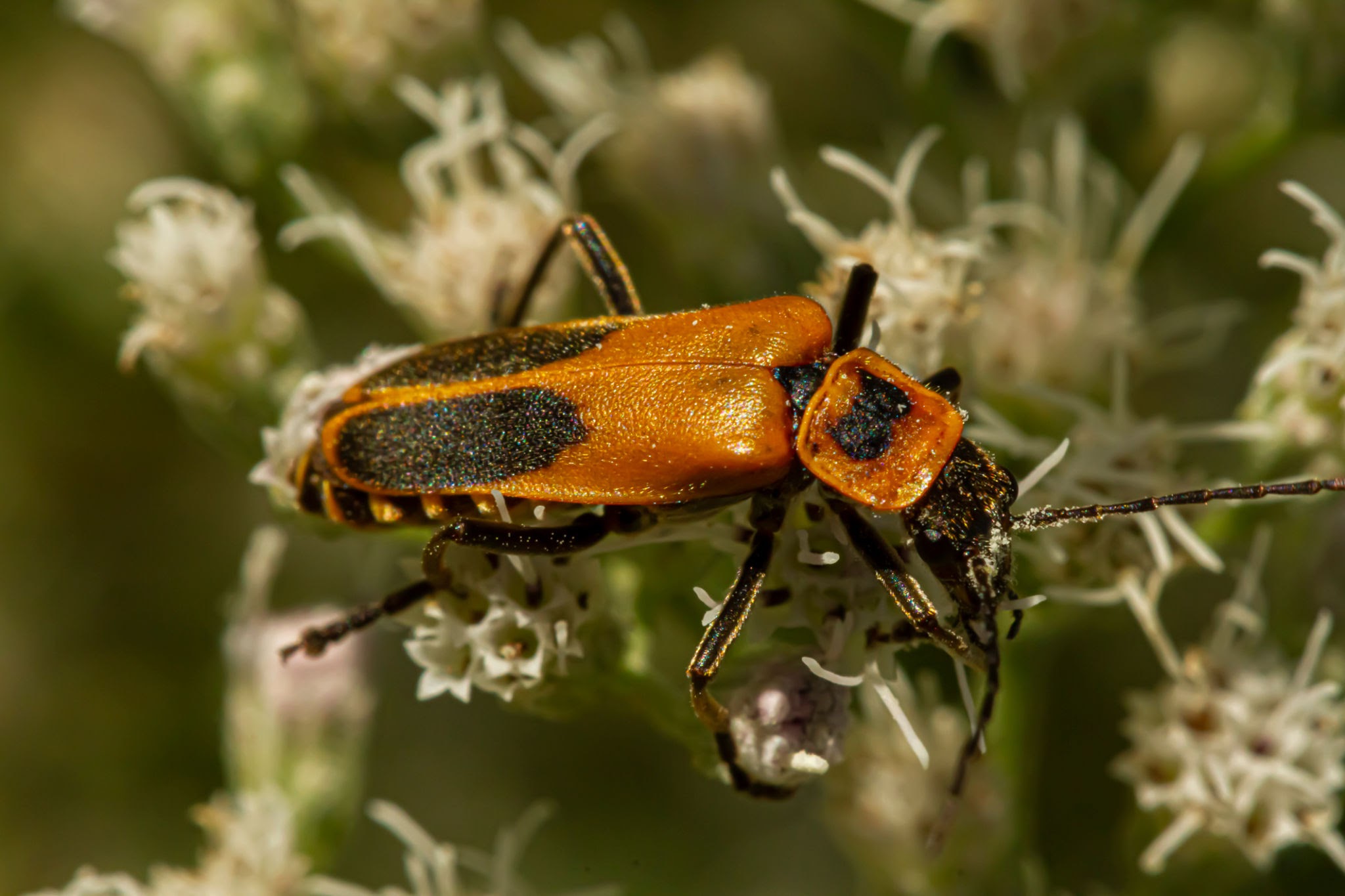 Soldier Beetles - Pestipedia