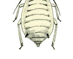 Sorghum Aphids - Pestipedia