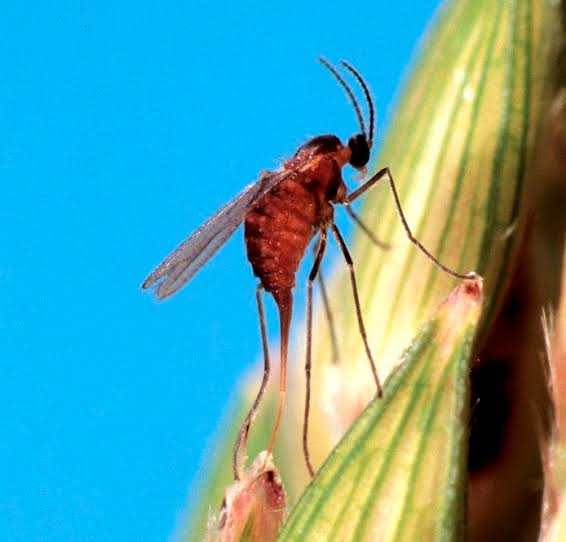 Sorgum Midge - Pestipedia
