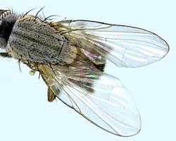 Sorghum Shoot Flies - Pestipedia