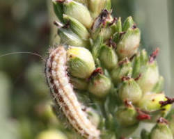 Sorghum Webworms - Pestipedia