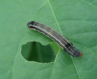 Southern Armyworms - Pestipedia