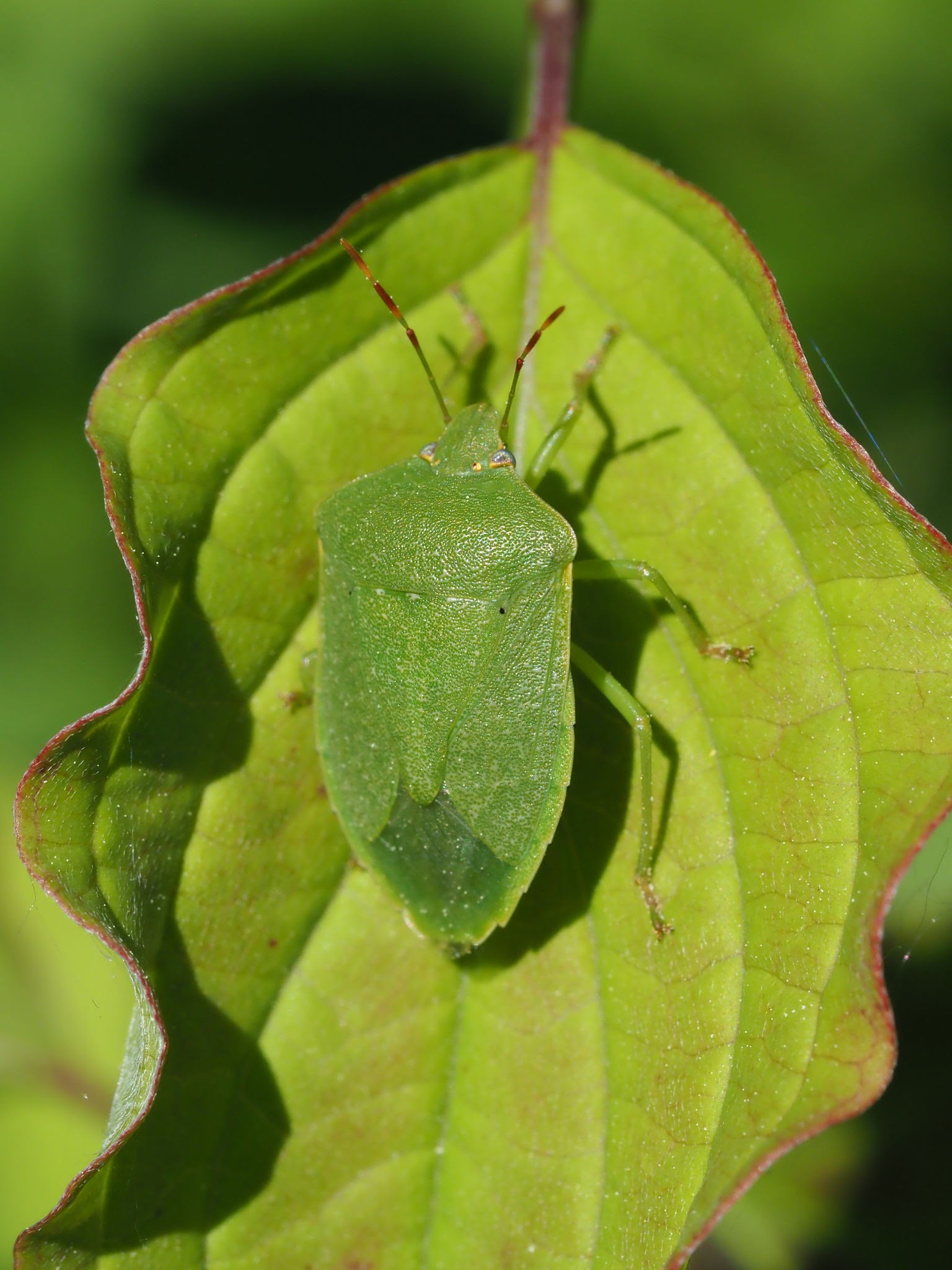 Southern Green Stink Bugs - Pestipedia