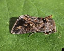 Soybean Loopers - Pestipedia