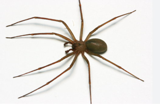 Spiders - Pestipedia