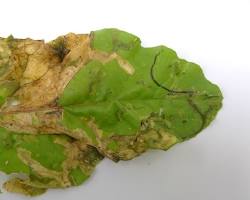 Spinach Leafminers - Pestipedia