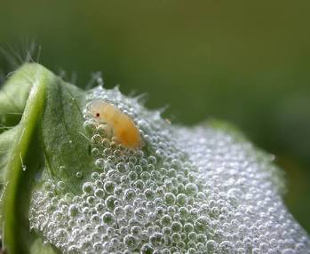 Spittlebugs - Pestipedia