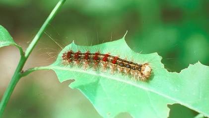 Spongy Moths - Pestipedia