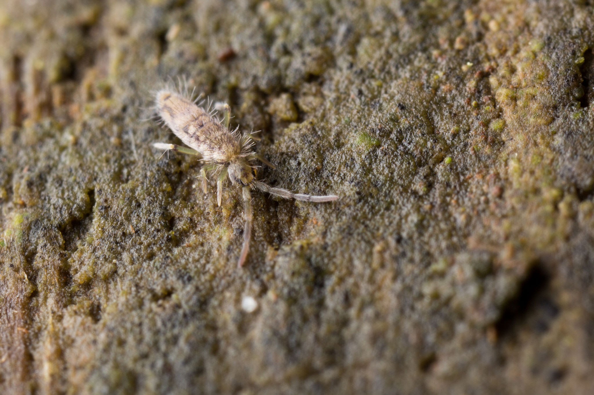 Springtails - Pestipedia