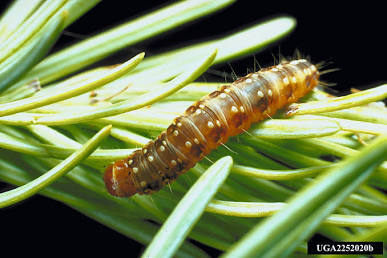 Spruce Budworms - Pestipedia