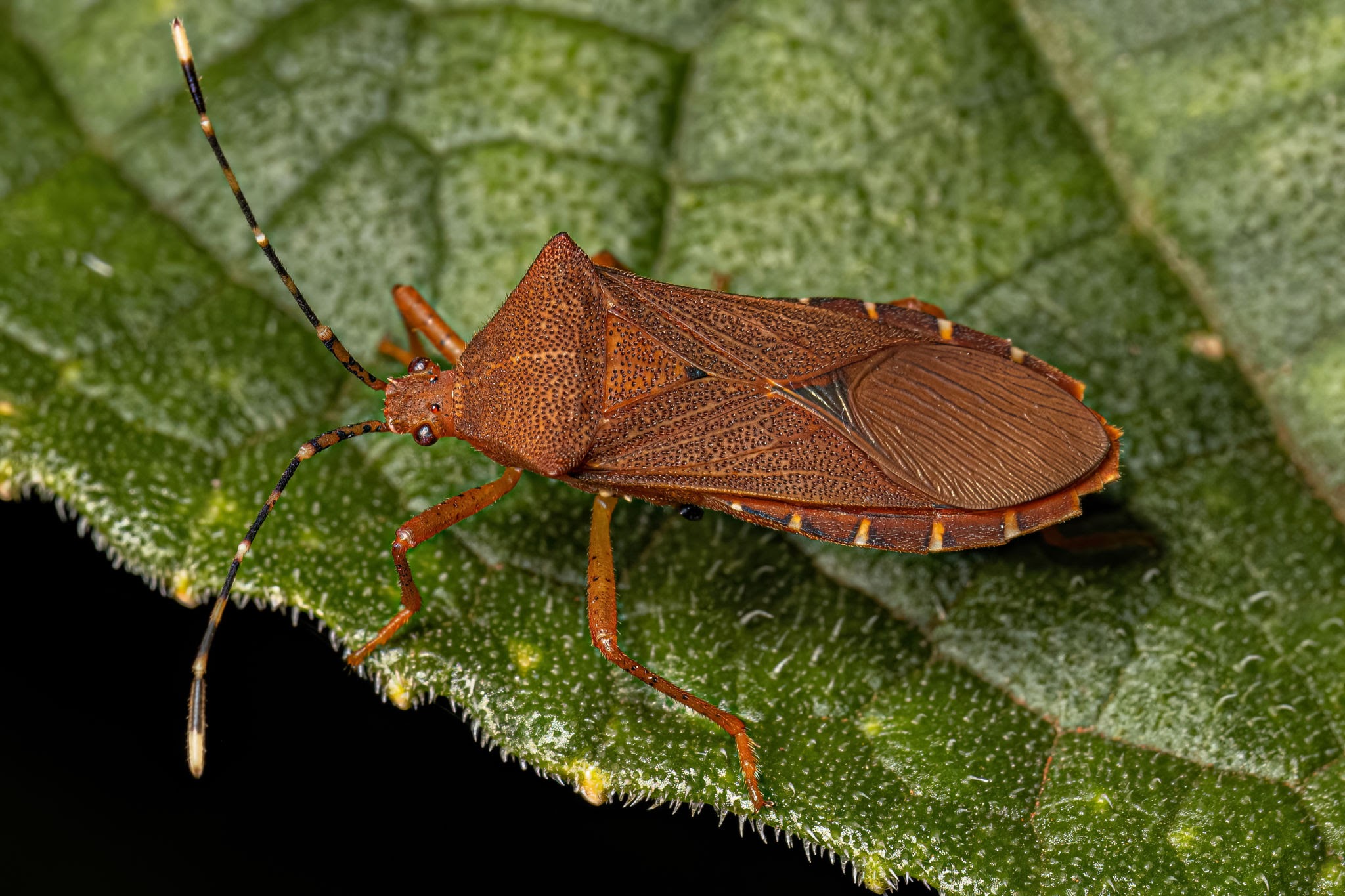 Squash Bugs - Pestipedia