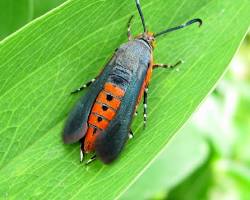 Squash Vine Borers - Pestipedia
