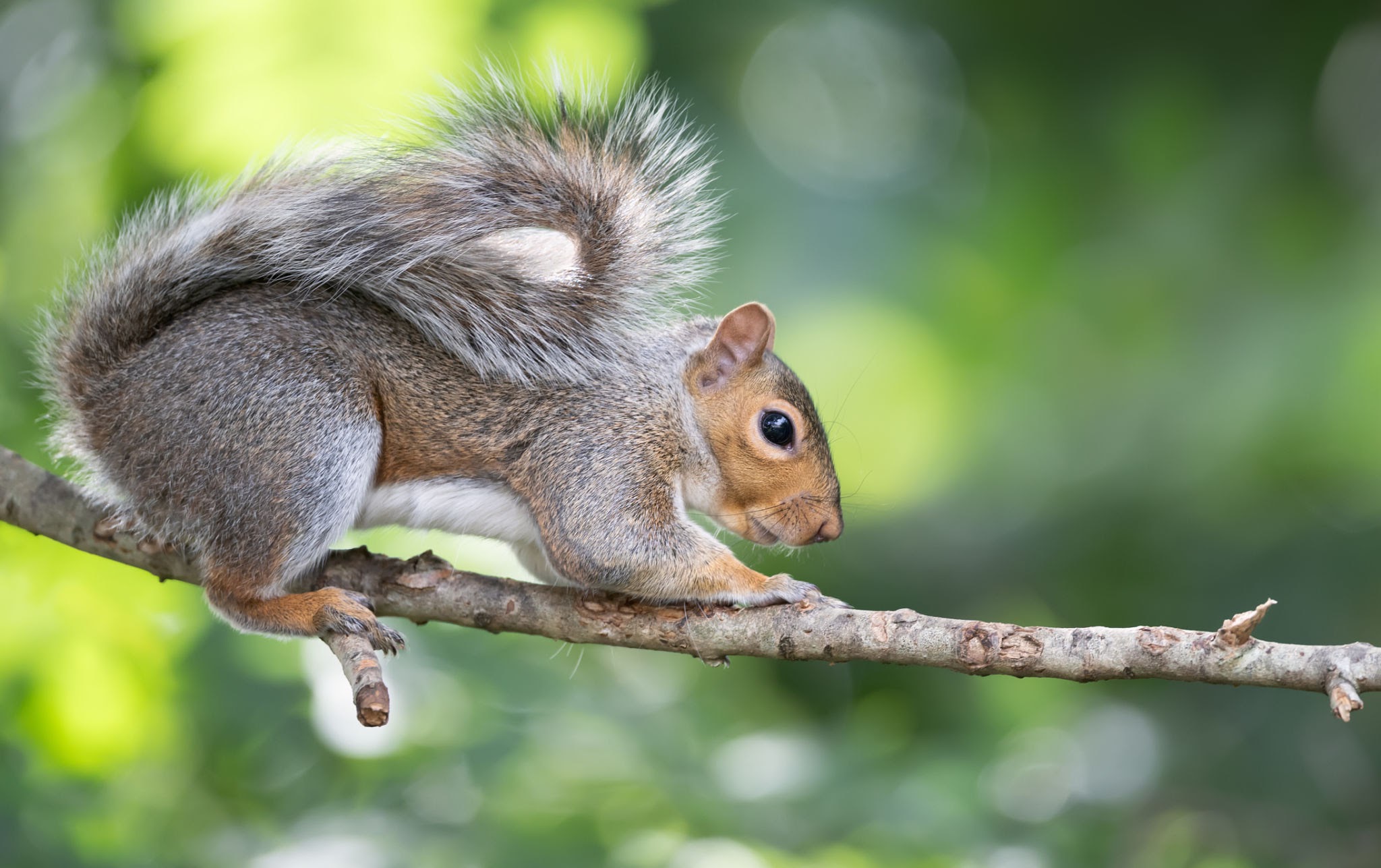 Squirrels - Pestipedia