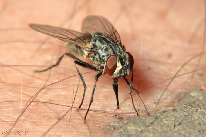 Stable Flies - Pestipedia