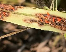 Stem Gall Midges - Pestipedia