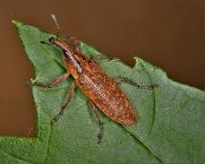 Stem Weevils - Pestipedia