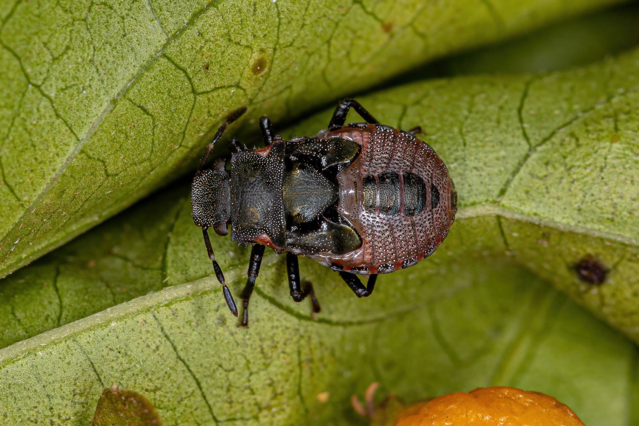 Stink Bugs - Pestipedia