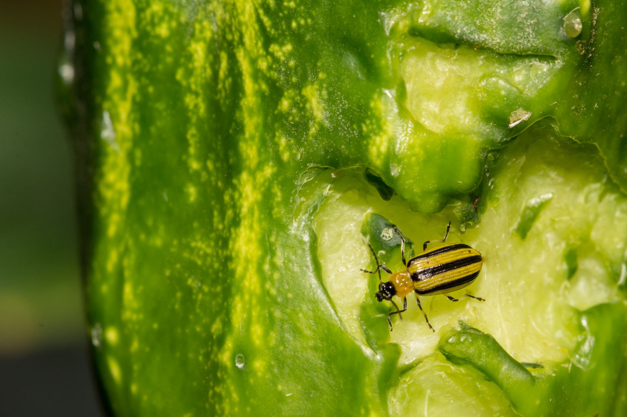 Striped Cucumber Beetles - Pestipedia