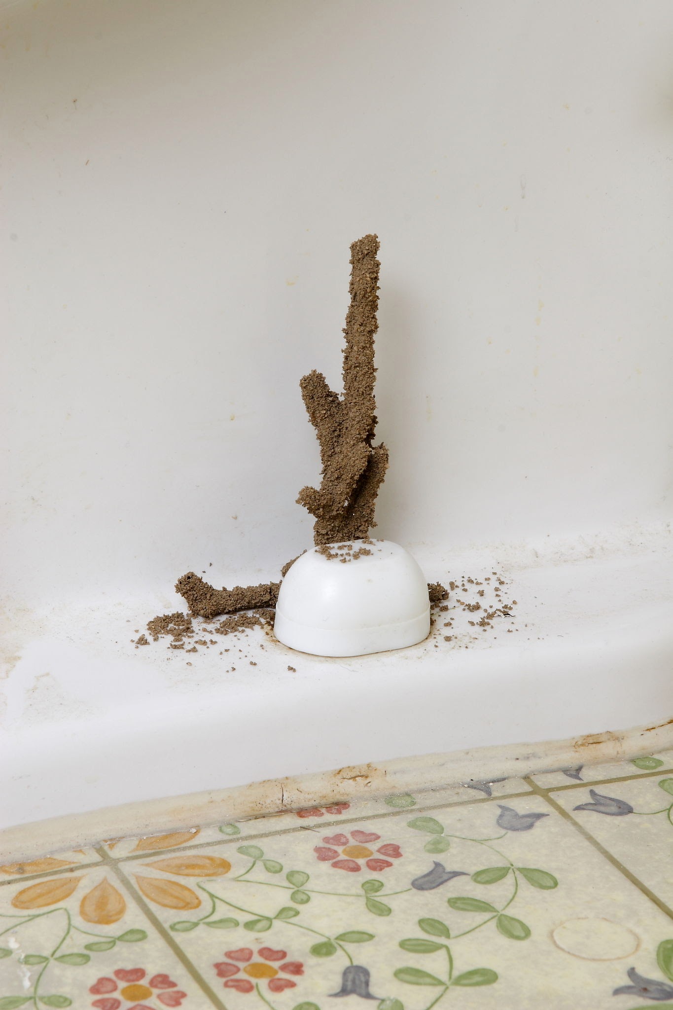 Subterranean Termites - Pestipedia