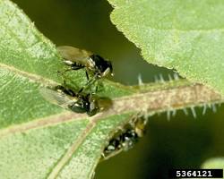 Sugar Beet Root Maggots - Pestipedia