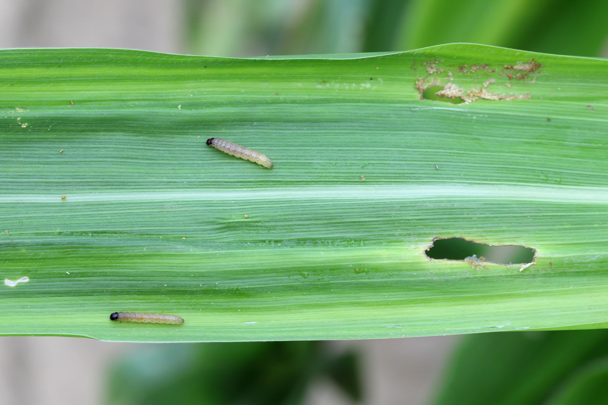 Sugarcane Borers - Pestipedia