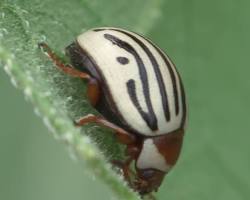 Sunflower Beetles - Pestipedia