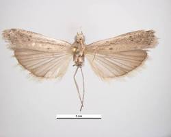 Sunflower Moths - Pestipedia