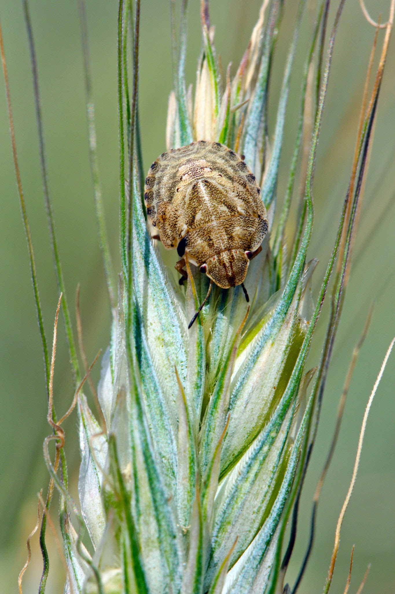 Sunn Pest Wheat Bug - Pestipedia