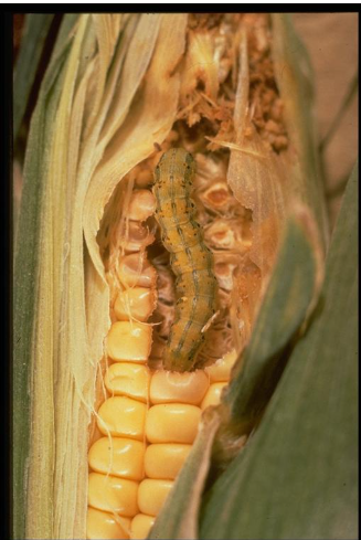 Sweet Corn Earworms - Pestipedia