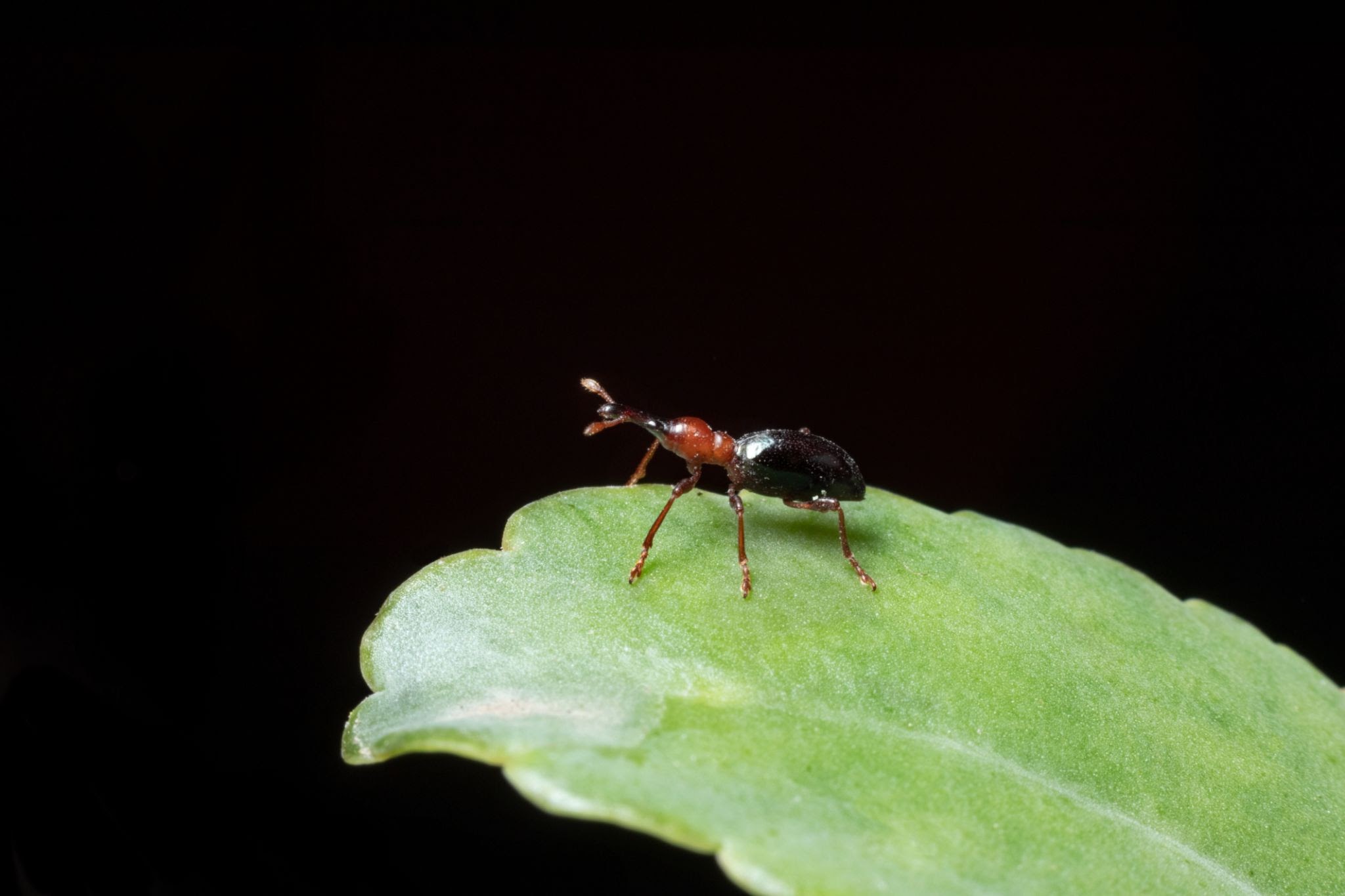 Sweet Potato Weevils - Pestipedia