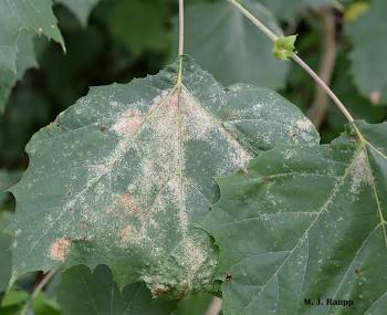 Sycamore Lace Bugs - Pestipedia