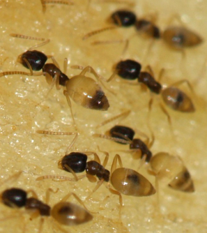 Tapinoma Ants - Pestipedia