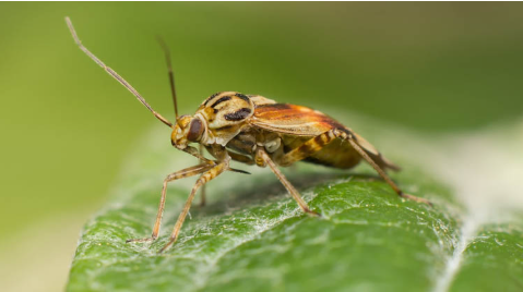 Tarnished Plant Bugs - Pestipedia