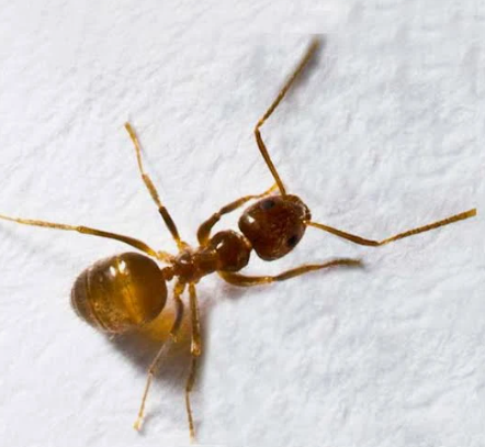 Tawny Crazy Ants - Pestipedia