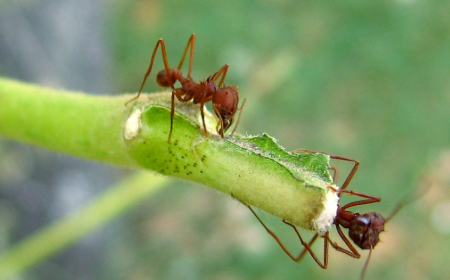 Texas Leafcutting Ants - Pestipedia